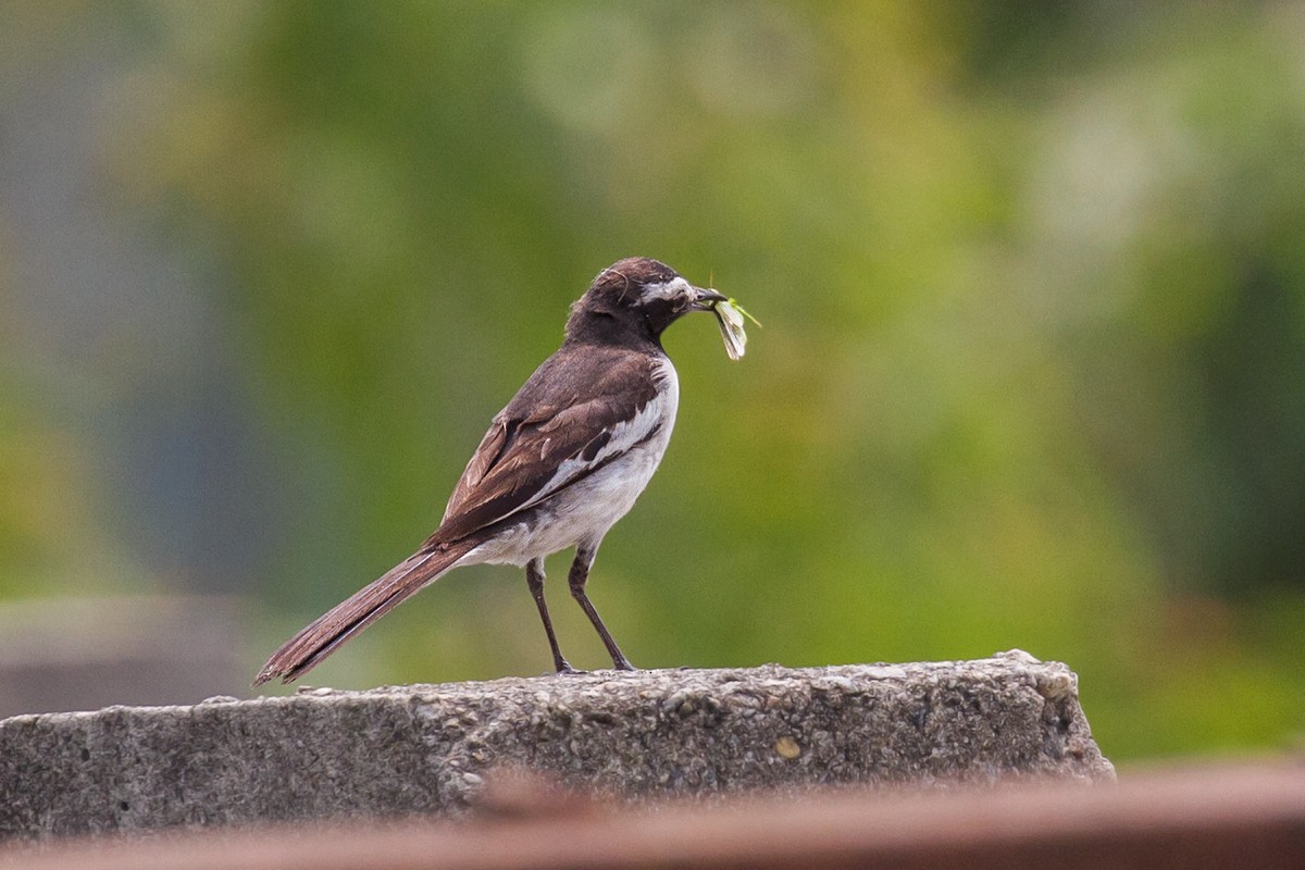 White-browed Wagtail - ML442564191