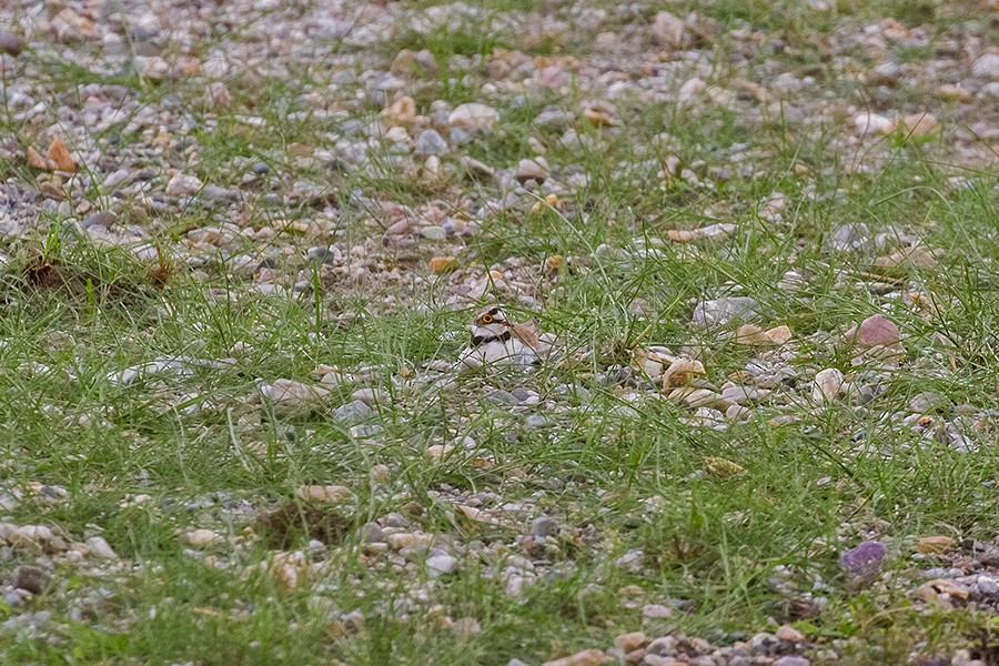 Little Ringed Plover - ML442565791