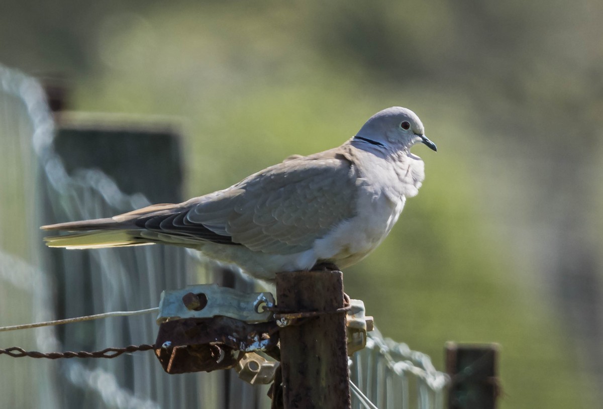 灰斑鳩 - ML442566091