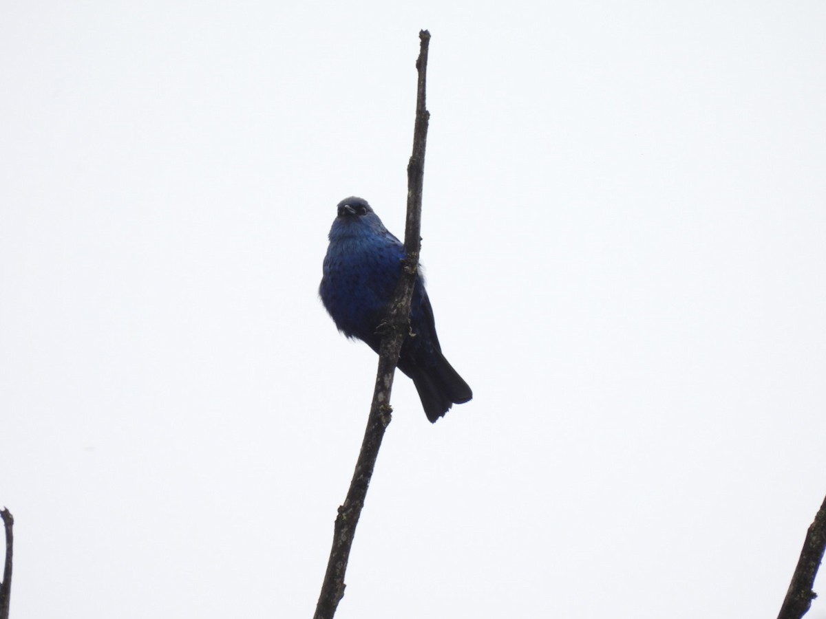 Blue-and-black Tanager - ML442566101
