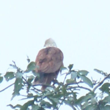 Brahminy Kite - Ambady Sasi