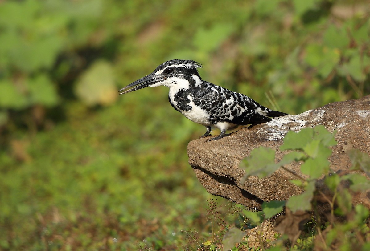 Pied Kingfisher - Albin Jacob