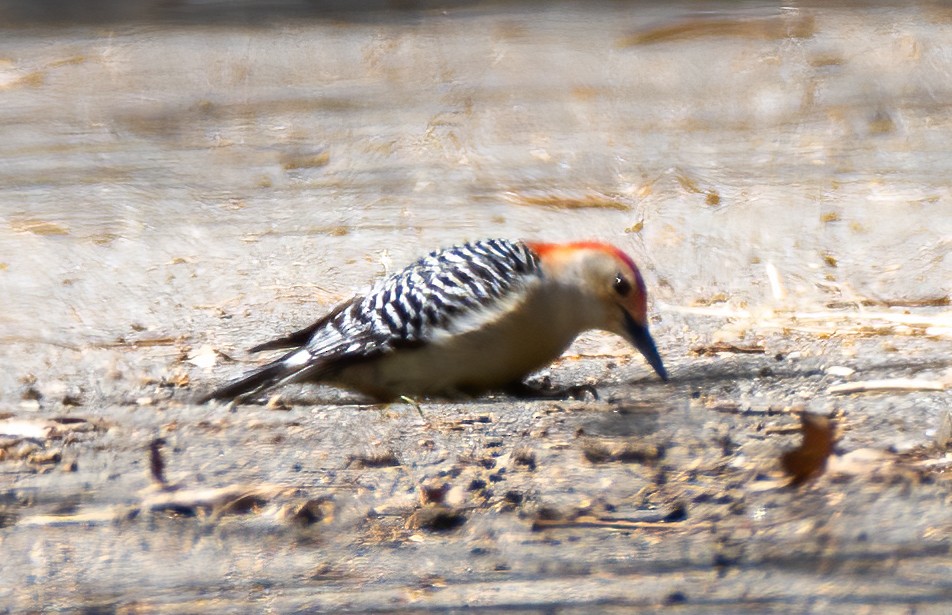 Red-bellied Woodpecker - ML442567471
