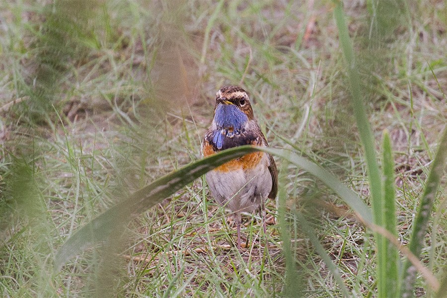 Bluethroat - ML442567581