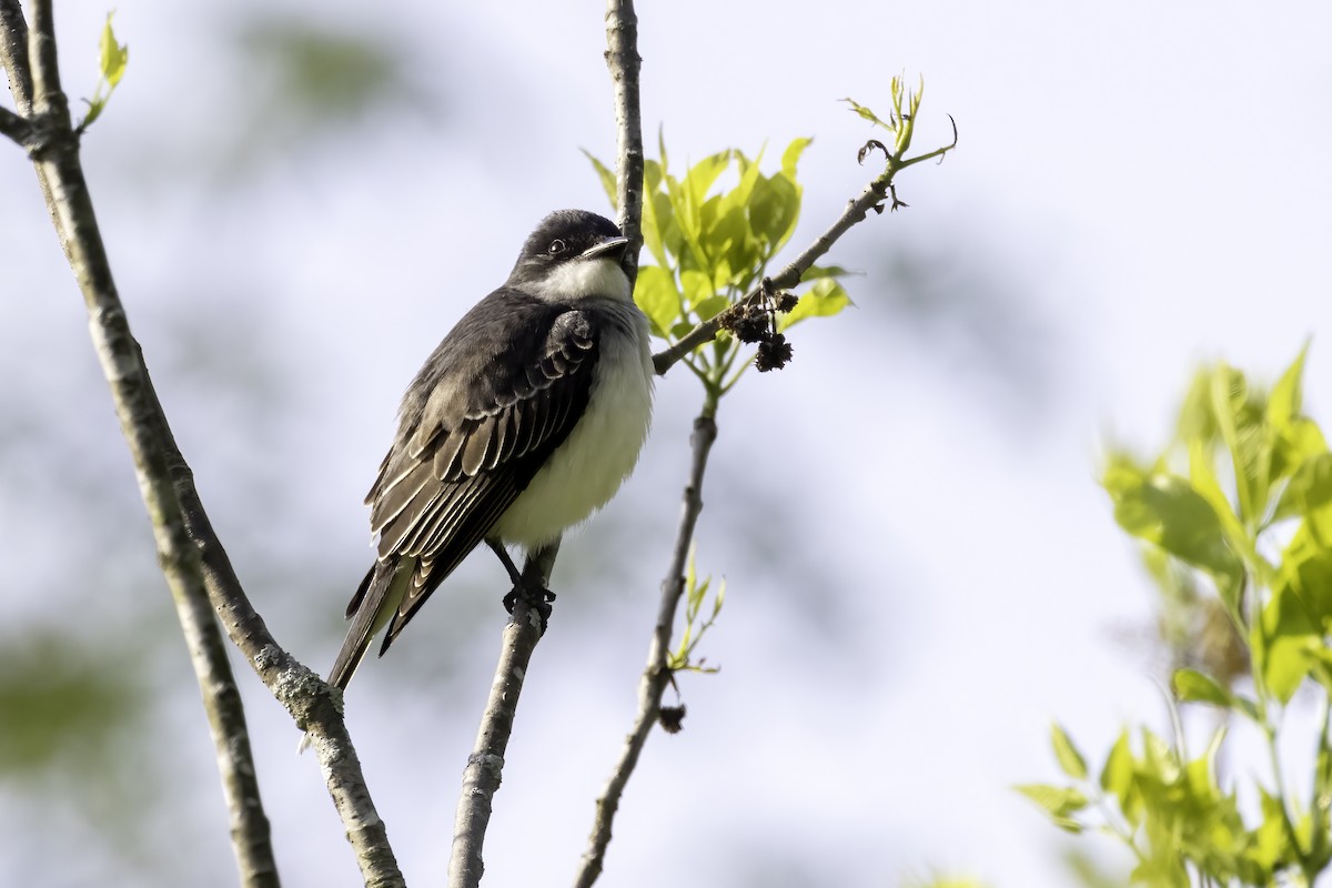 Eastern Kingbird - ML442567891