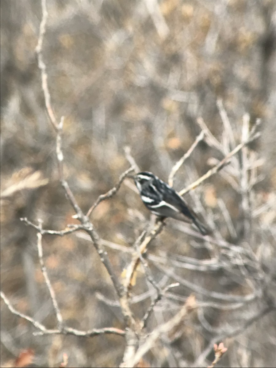 Black-and-white Warbler - ML442572361