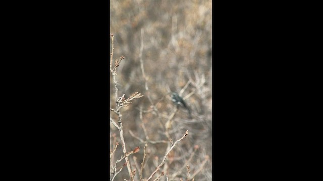 Black-and-white Warbler - ML442572451