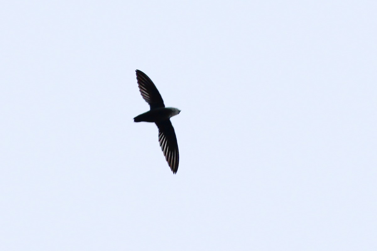 Short-tailed Swift - ML442572551