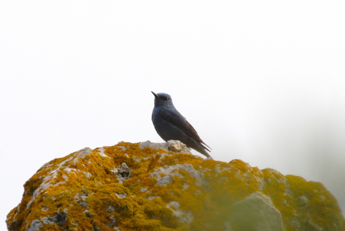 Blue Rock-Thrush - ML442573571