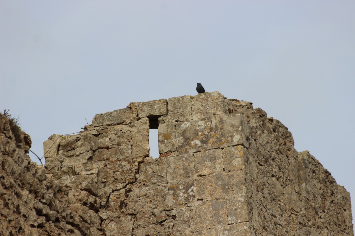 Blue Rock-Thrush - ML442573621