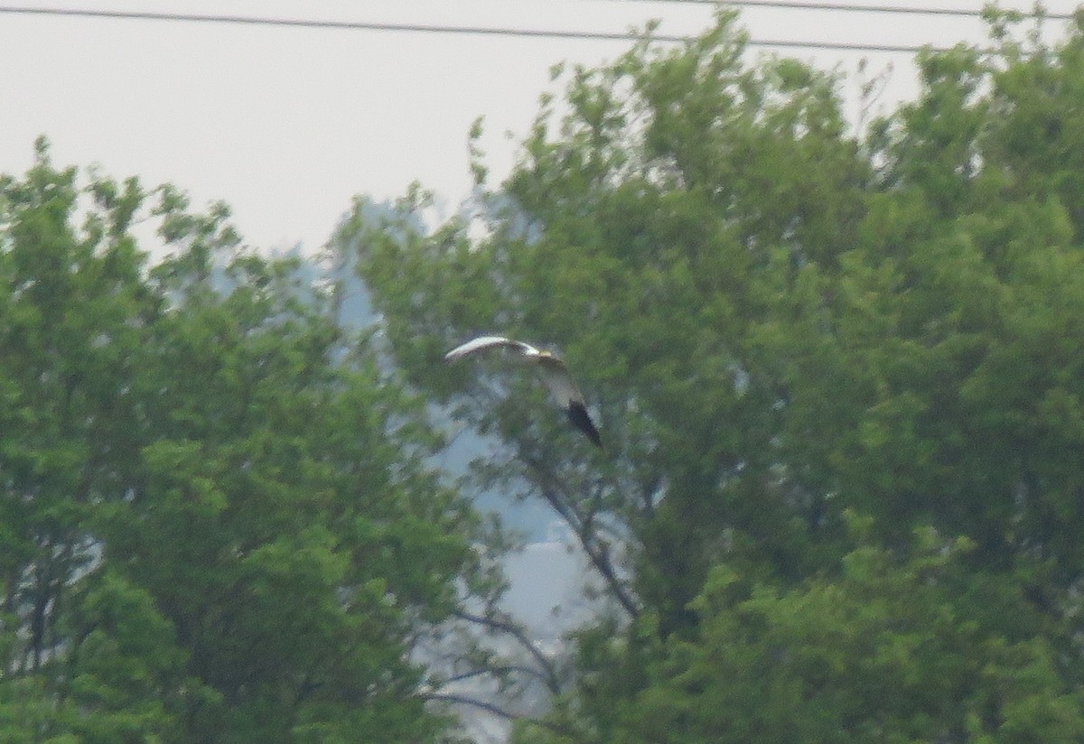 Hen Harrier - ML442574101