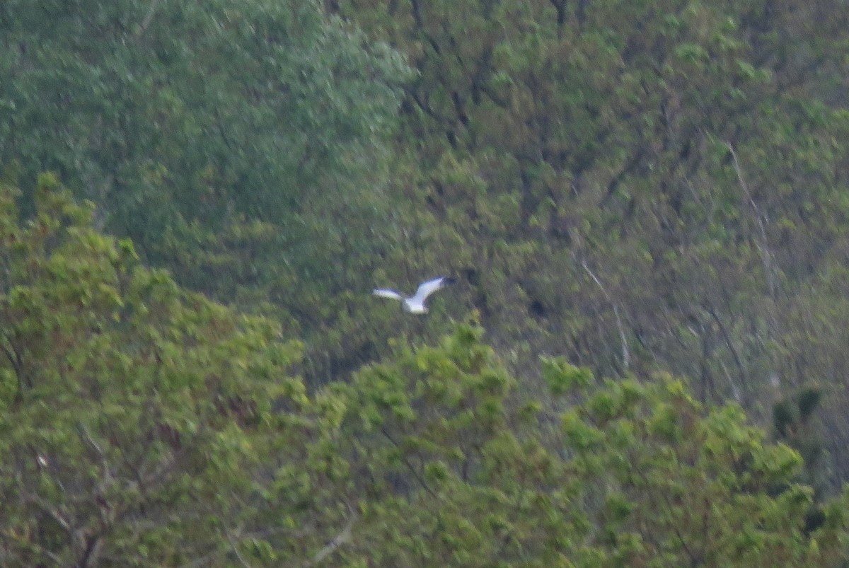 Hen Harrier - ML442574111