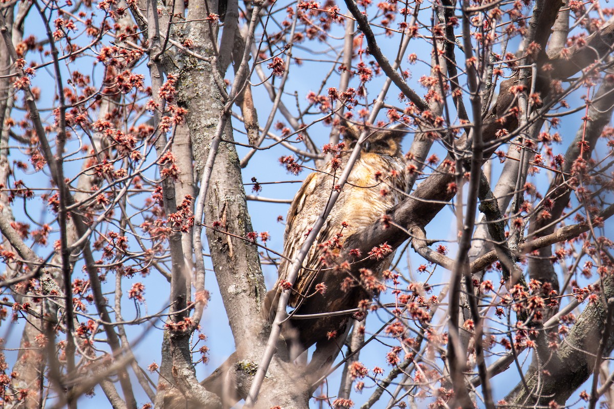 Great Horned Owl - ML442576241