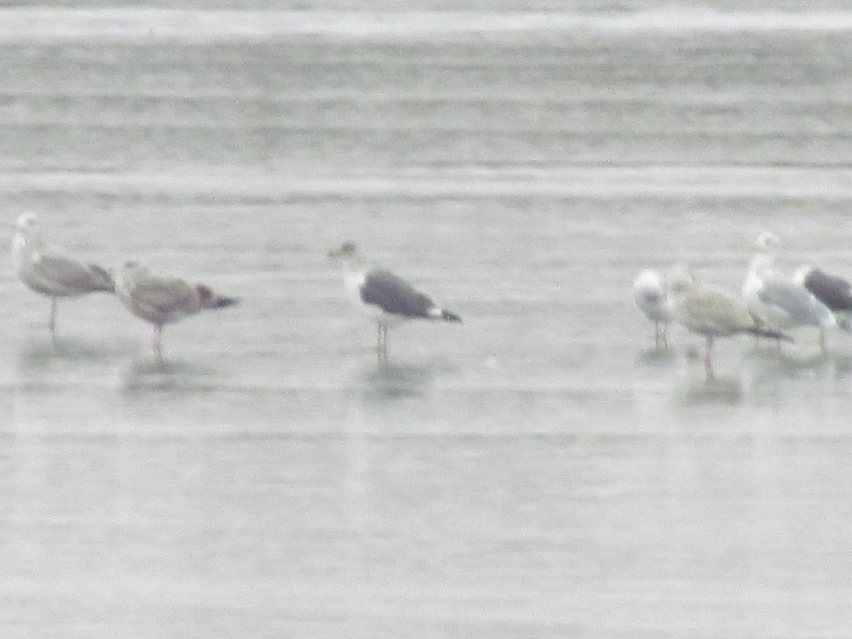 Slaty-backed Gull - Ryan Slack