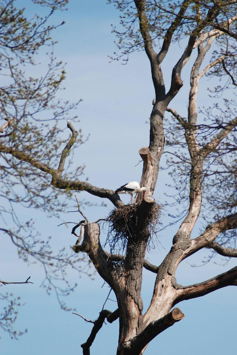 White Stork - ML442576881