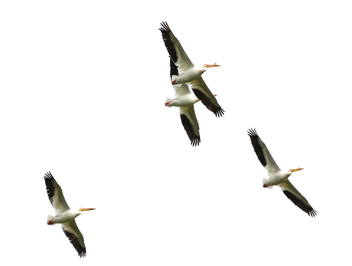 pelikán severoamerický - ML442577021