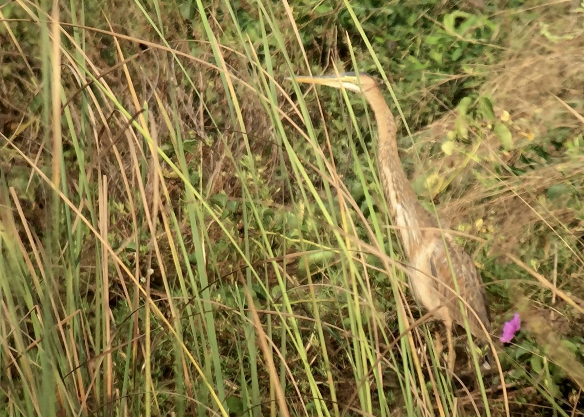 Purple Heron - ML442578151