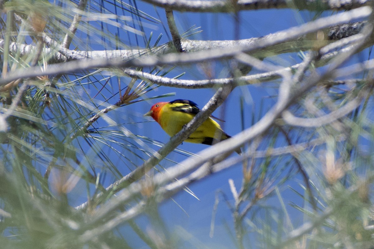 Western Tanager - ML442578581