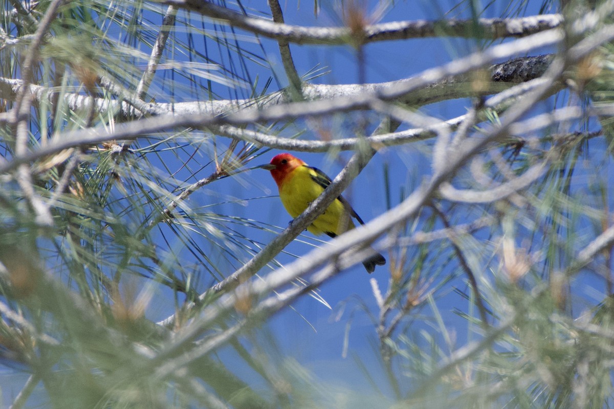 Piranga à tête rouge - ML442578591