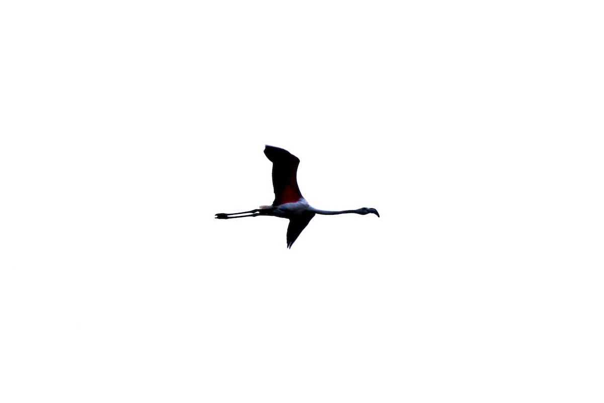 Greater Flamingo - ML442578941