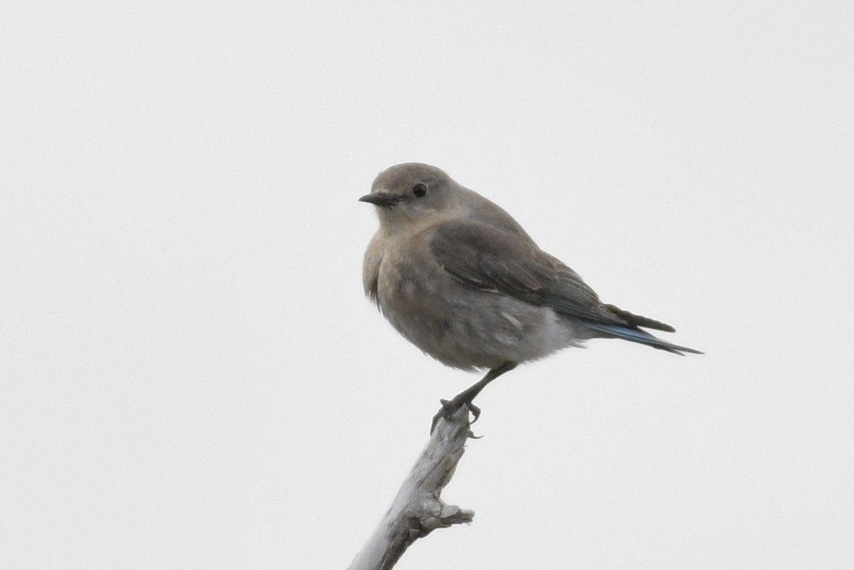 Mountain Bluebird - ML442578971