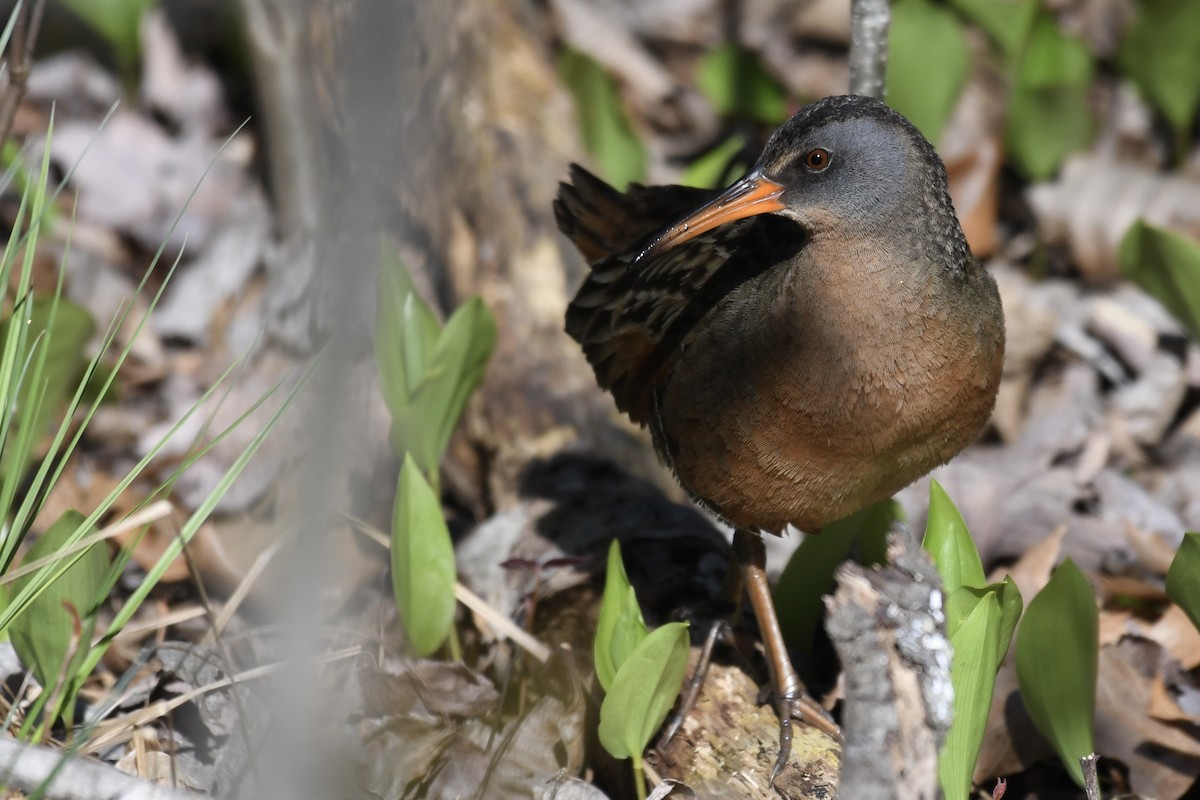 Virginia Rail - ML442579081