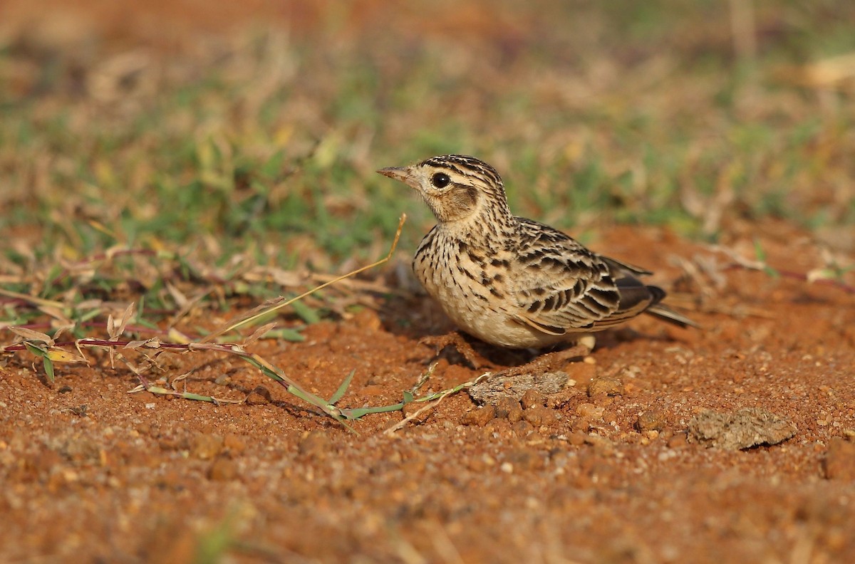 Oriental Skylark - ML44258061