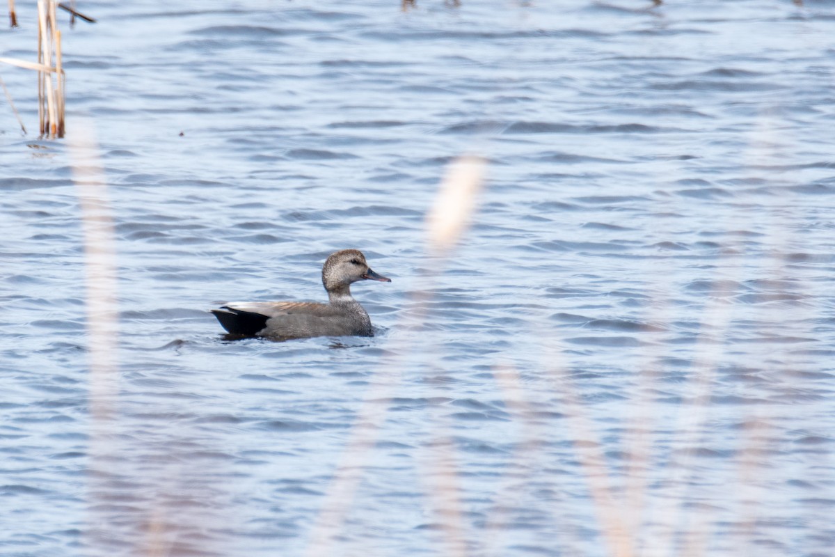 Canard chipeau - ML442581651