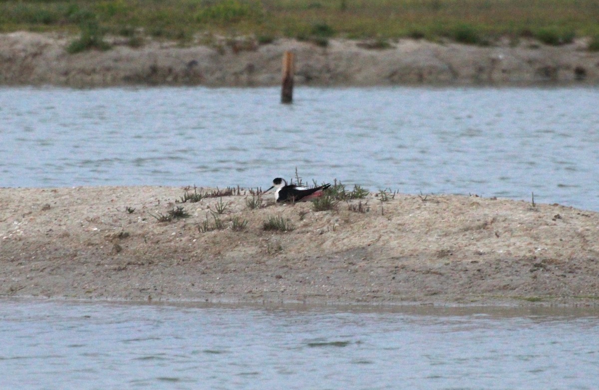 Black-winged Stilt - ML442581781