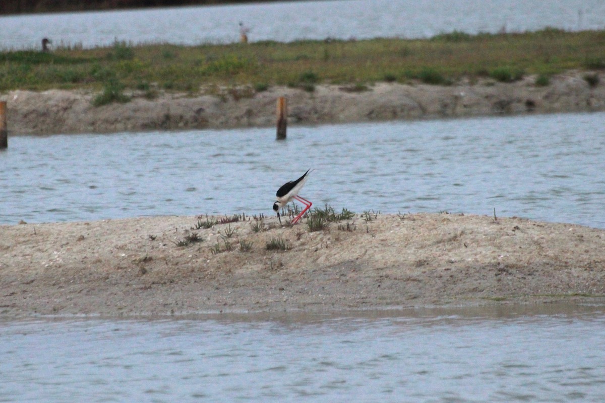 Black-winged Stilt - ML442581811