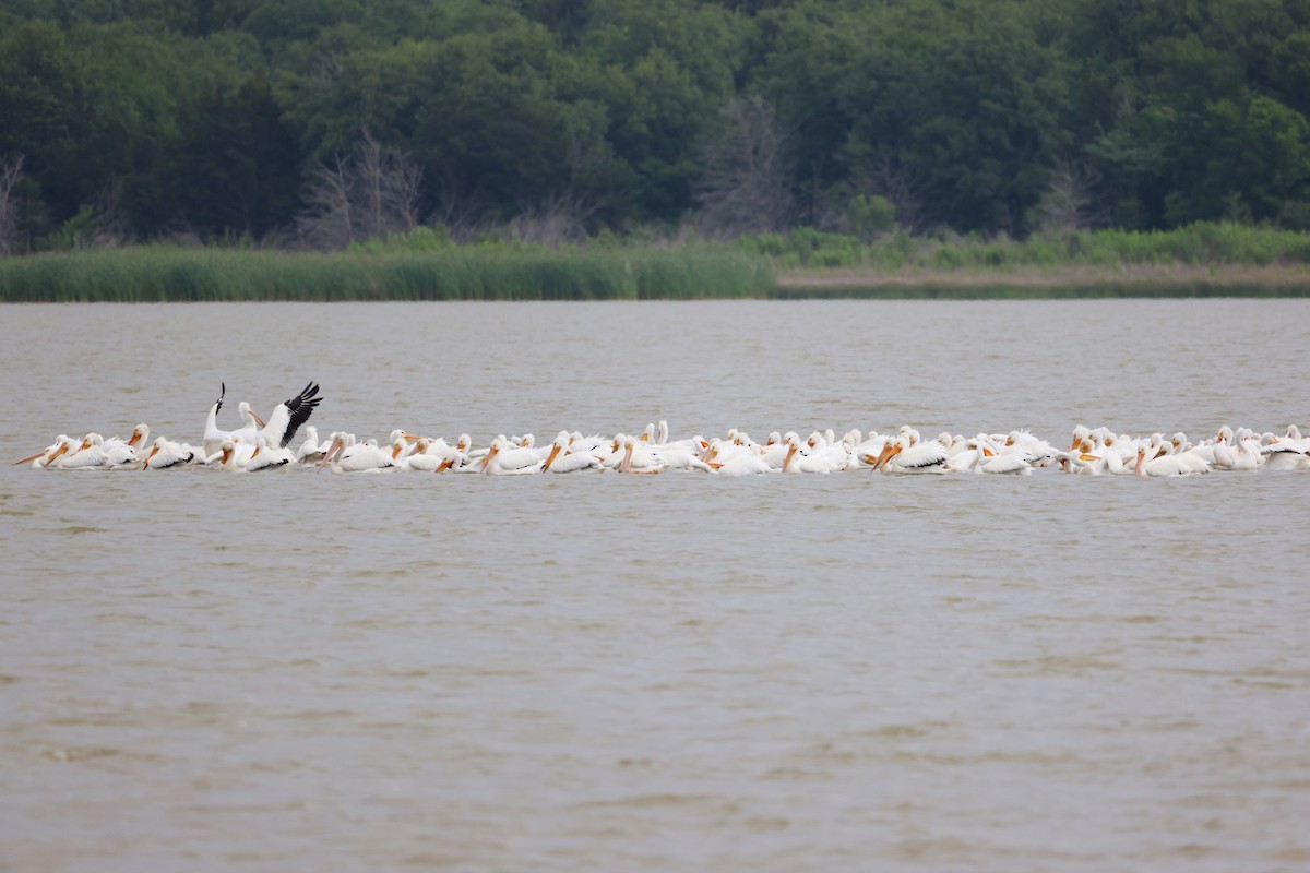 pelikán severoamerický - ML442581881