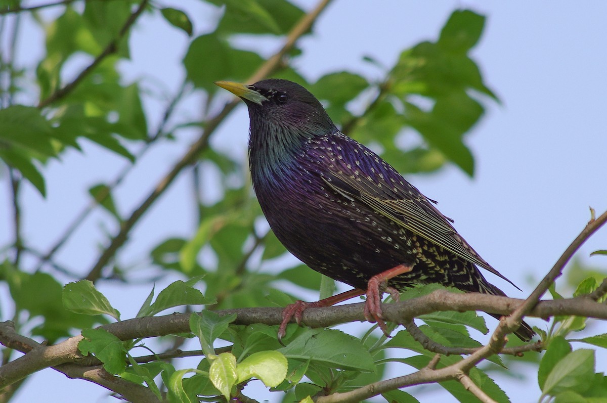 European Starling - ML442582891