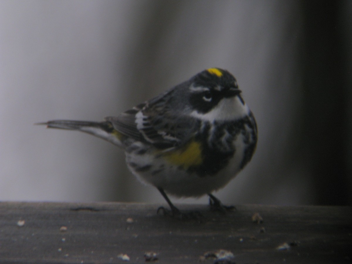 Yellow-rumped Warbler - ML442584161