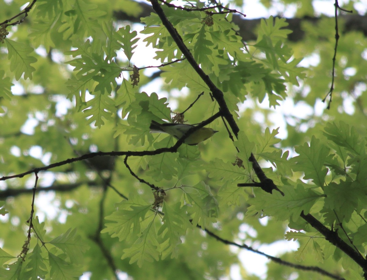 Yellow-throated Vireo - ML442585851