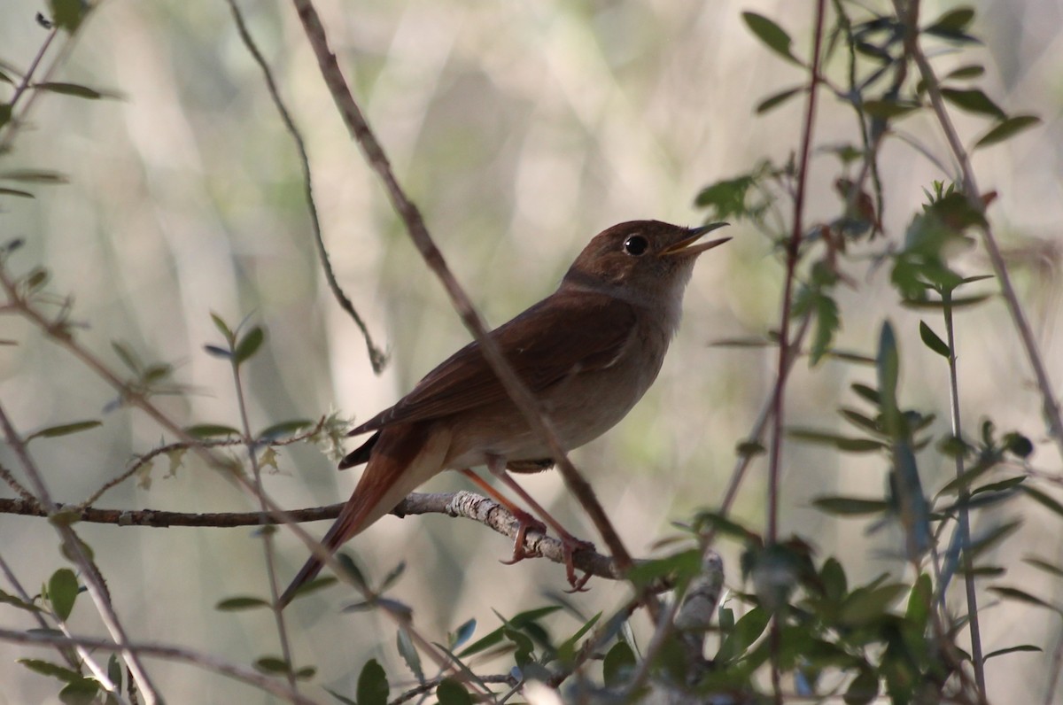 Common Nightingale - ML442586661