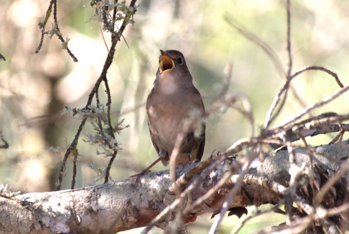 Common Nightingale - ML442586681