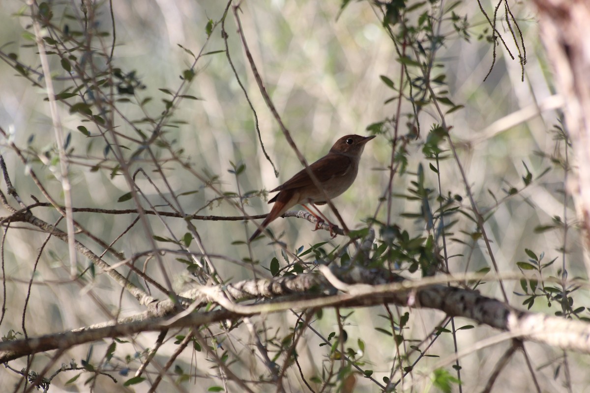 Common Nightingale - Theodore Squires