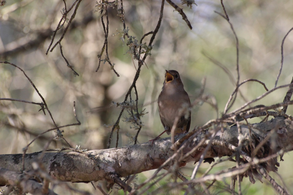 Common Nightingale - ML442586711