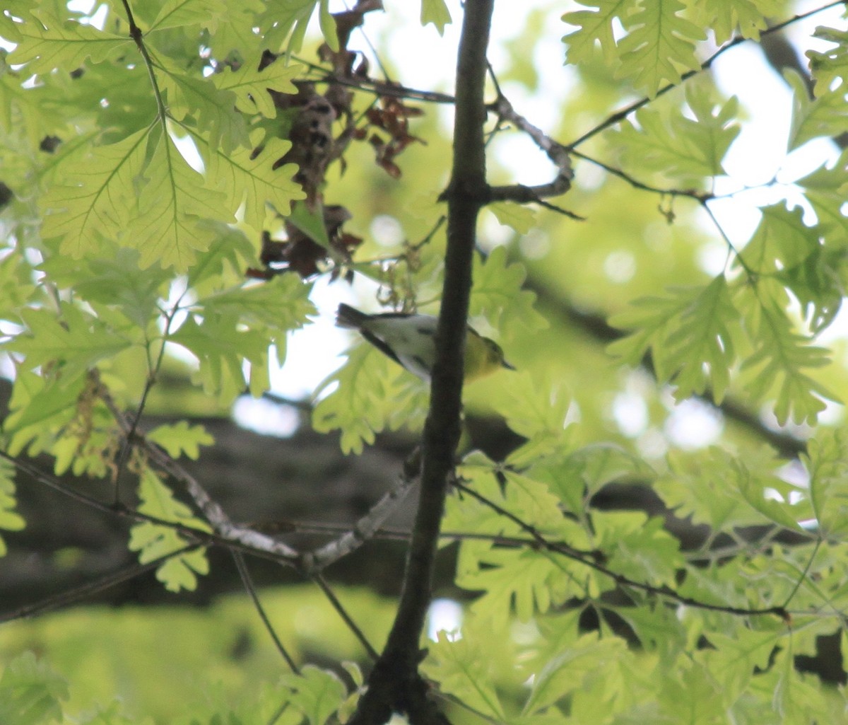 Yellow-throated Vireo - ML442586821