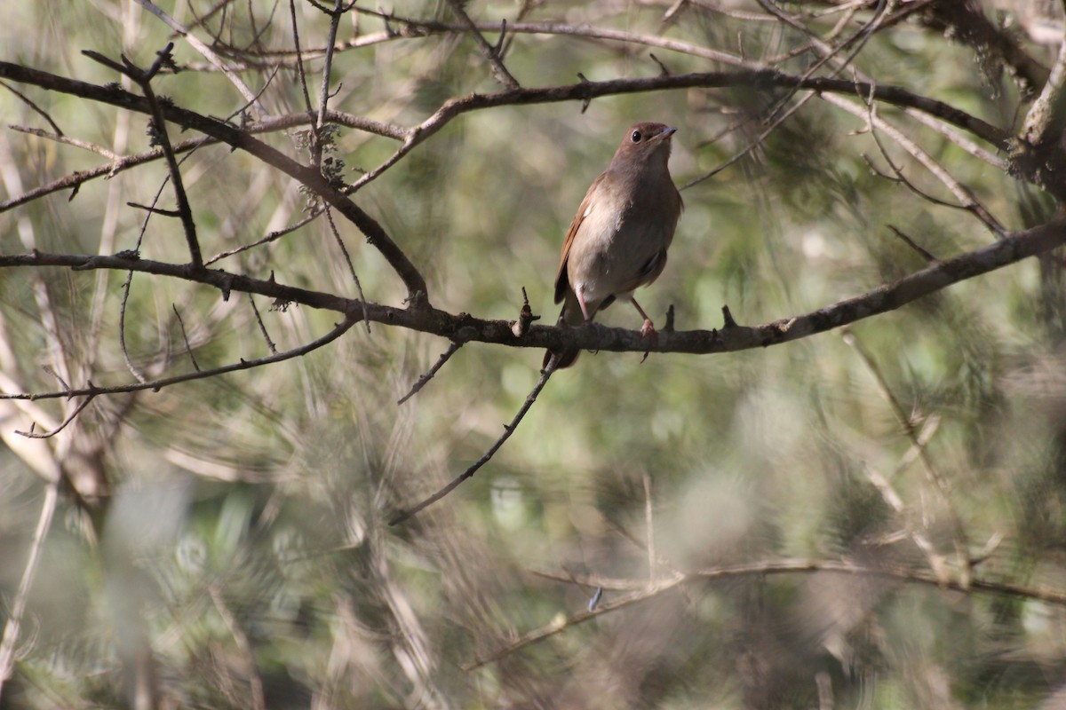 Common Nightingale - ML442586961