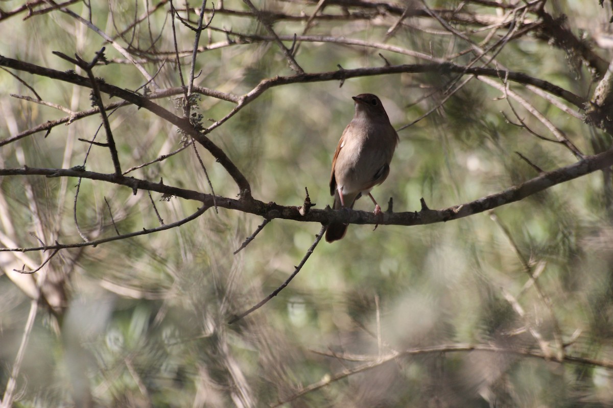 Common Nightingale - ML442586971