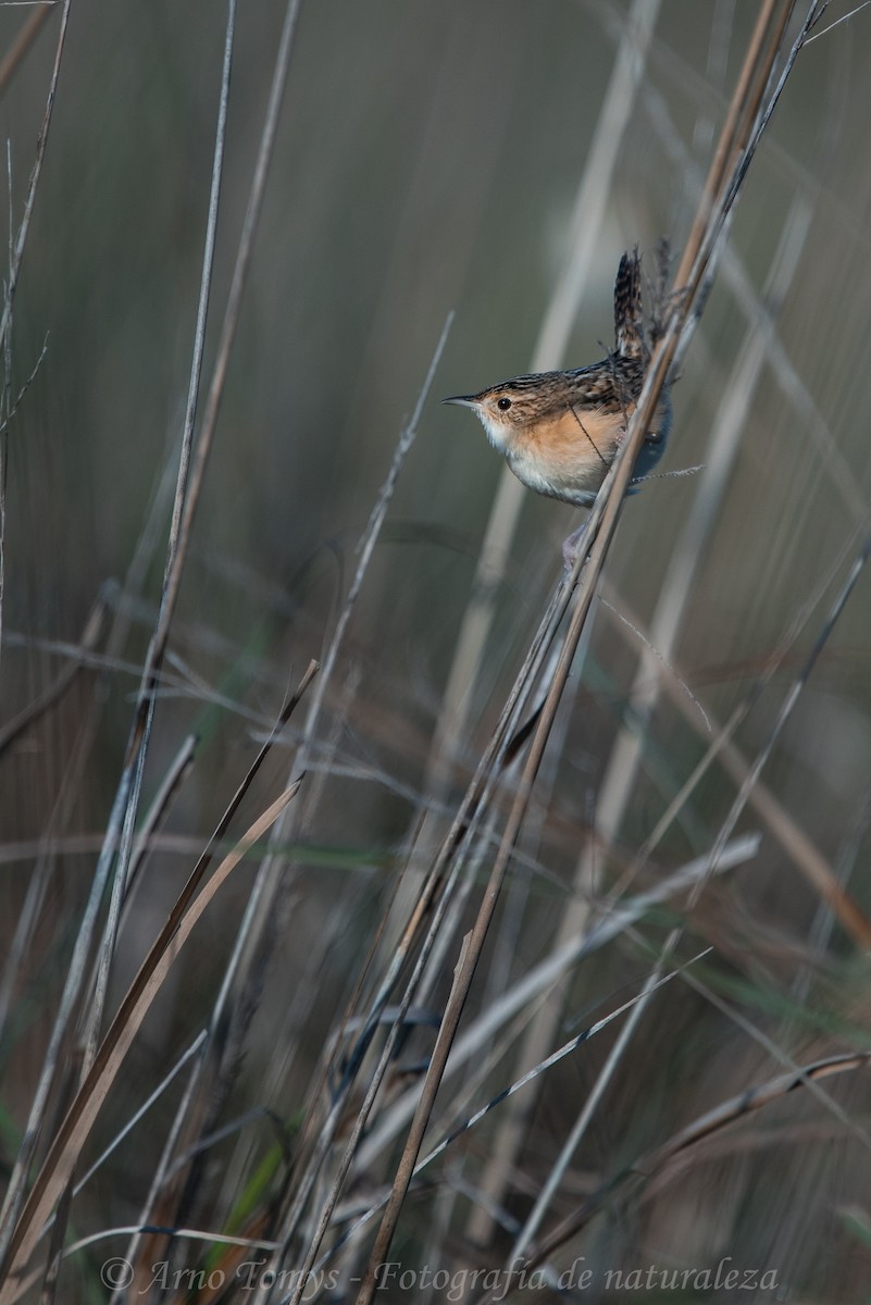 Grass Wren - ML442588891