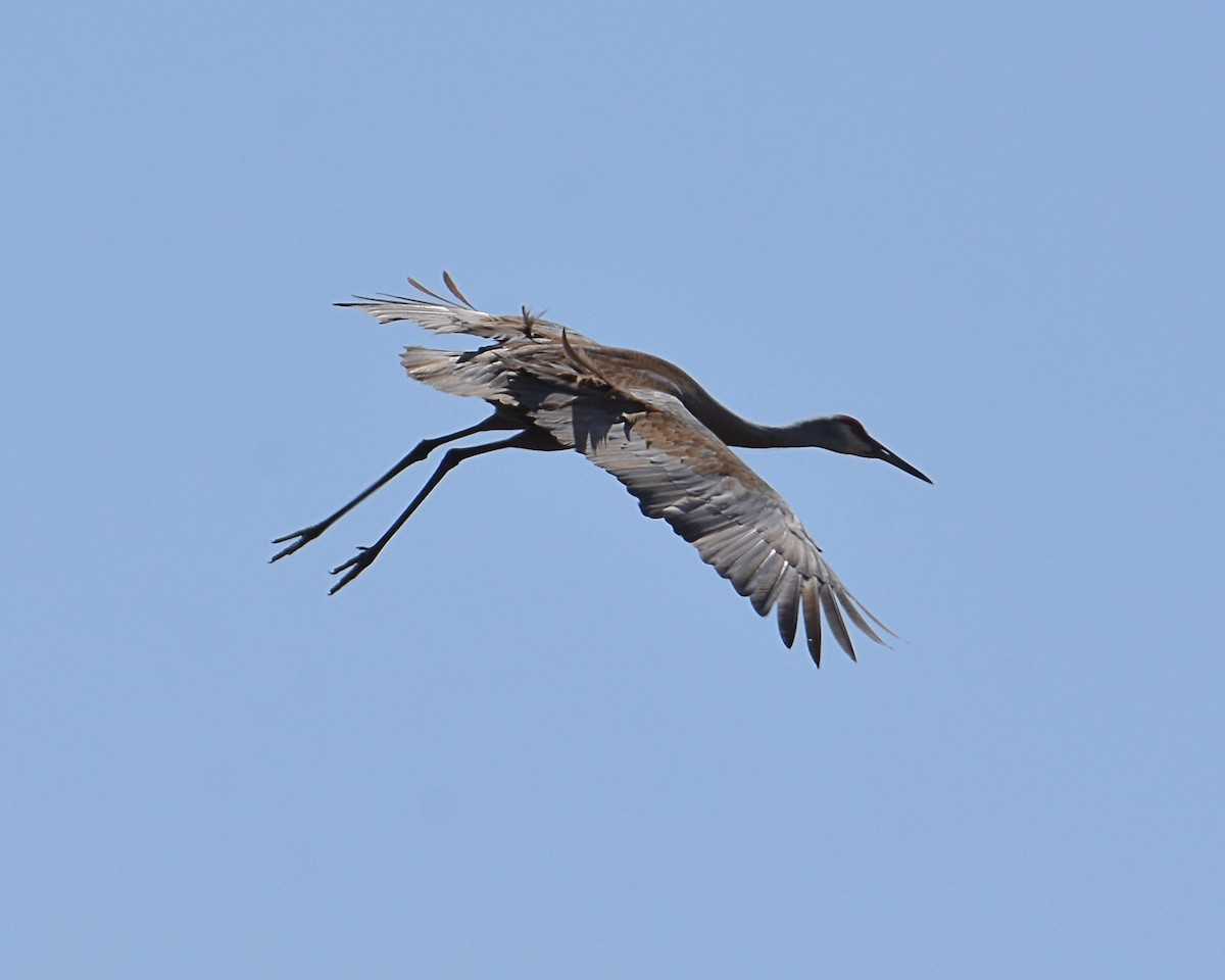 Sandhill Crane - Brian Hicks