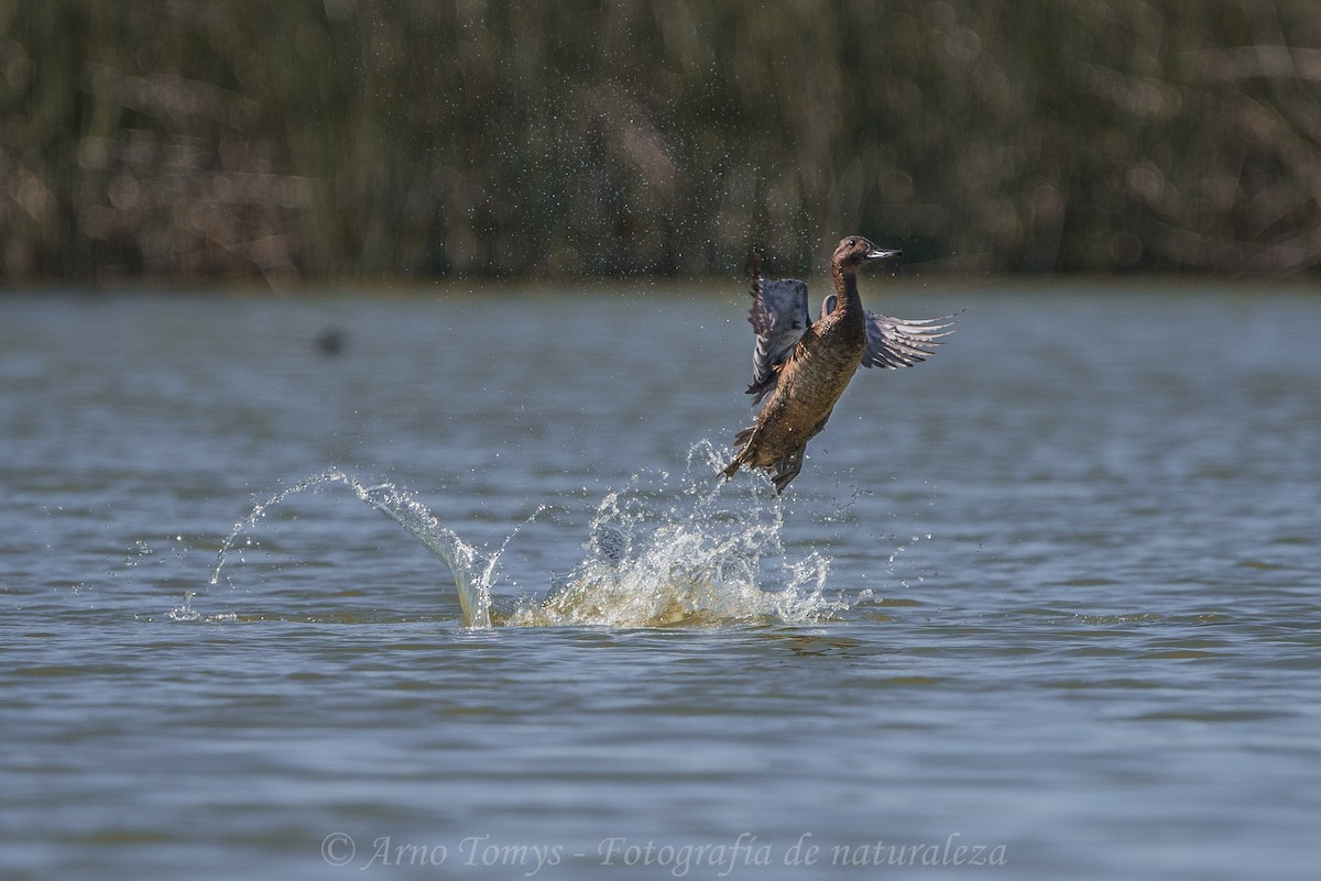 Black-headed Duck - arnoldo tomys