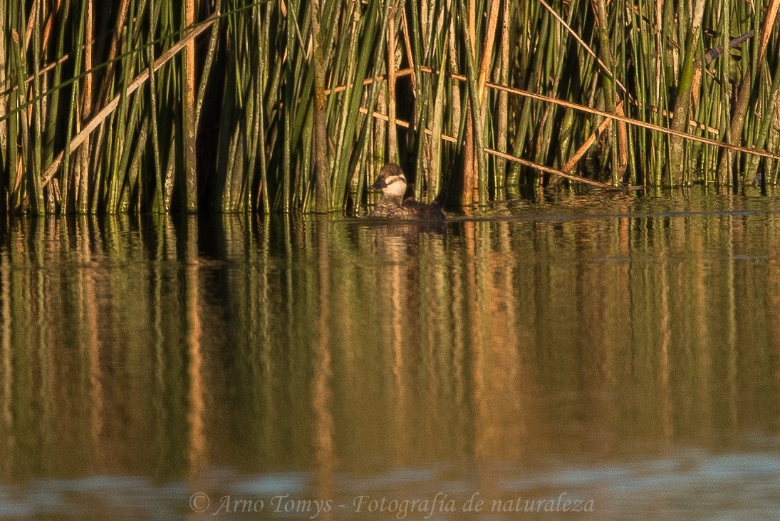 Lake Duck - arnoldo tomys