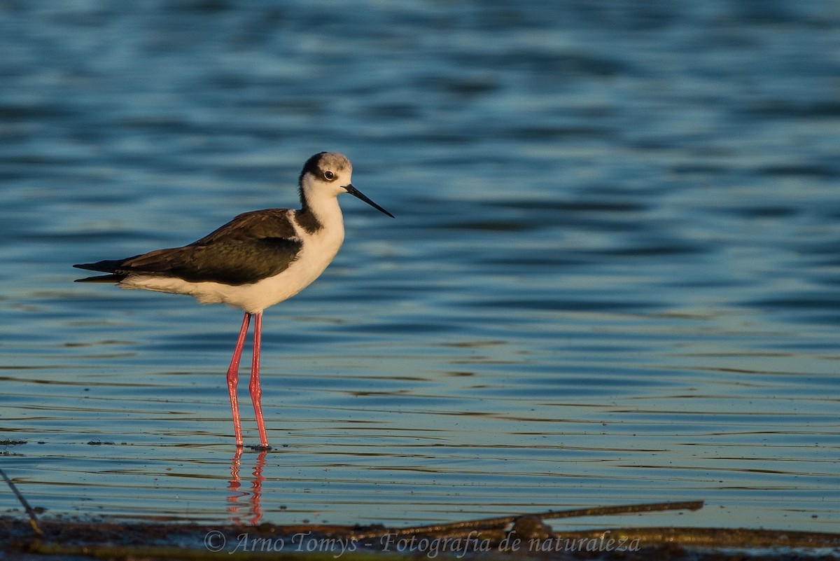 Black-necked Stilt - ML442590541