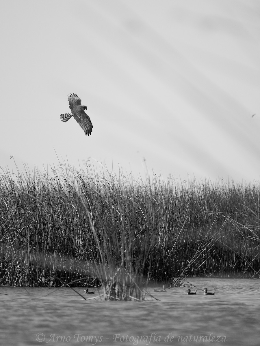 Long-winged Harrier - arnoldo tomys