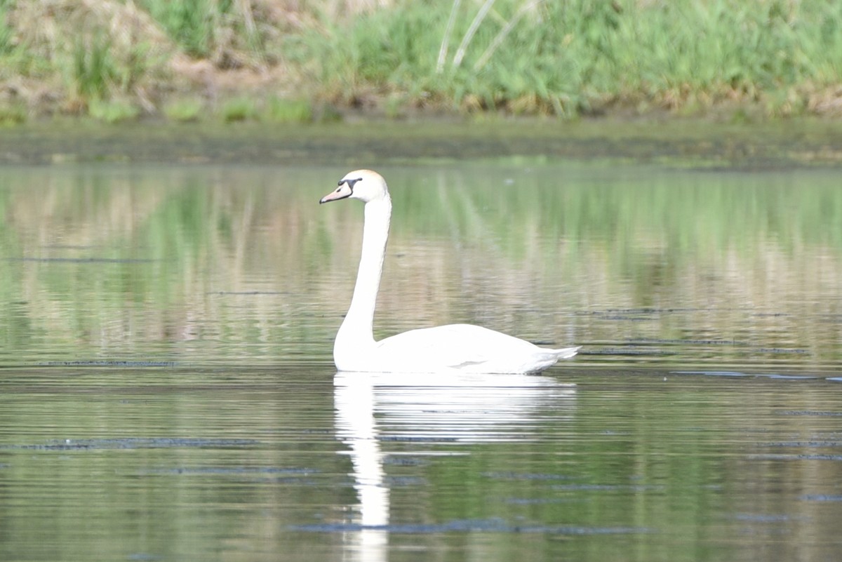 Mute Swan - ML442593791