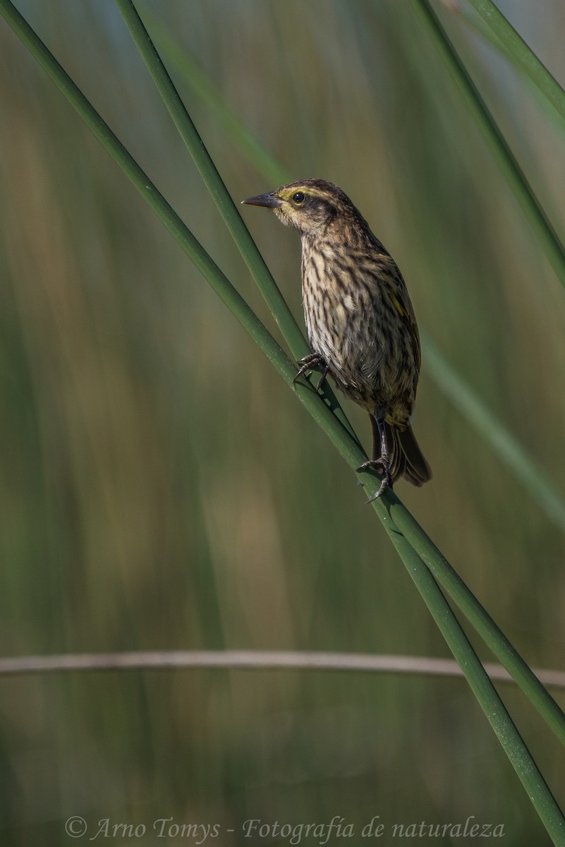 Yellow-winged Blackbird - ML442595721