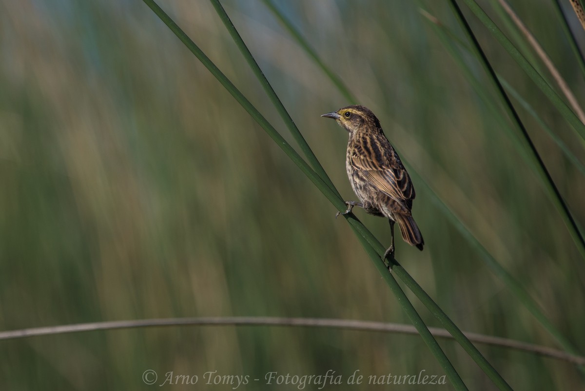 Yellow-winged Blackbird - arnoldo tomys